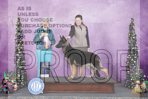 Geman Shepherd Dog #20 Sun BOB NGCH Judge Sulie Greensdale-Paveza rGeman Shepherd Dog #20 Sun BOB NGCH Judge Sulie Greensdale-Paveza r_WP_5811e-Alexandria LA 2026-HR3