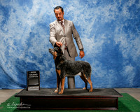 Australian Cattle Dog #??? Fri Custom