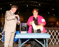 Chihuahua Smooth Coat #5 Sat Maj WD Frazier Judy and Lee Wyrick Judge Charles J Olvis