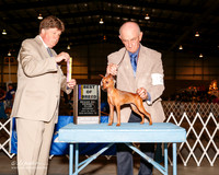 Miniature Pinscher #12 Sat BOB Dewey Larry and Armando Angelbello Judge Charles J Olvis