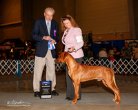 Rhodesian Ridgeback #15 Sat BOW Meissner Carol Lynne and Cynthia McFaddin Judge Stephen Hubbell