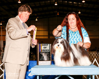 Havanese #9 Sat BOB Kogge Chuck and Kathy Agent Pam LaPerruque Judge Charles L Olvis