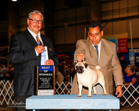 Pug #16 Sat BOW Barcena Roslinda Garcia Juge John Booth