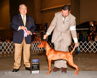 Vizsla #9 Sat BOW Clark Crandon Laraine Clark and Katharine Clark Agent Clint Livingston Judge James R White