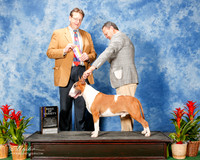Bull Terrier #5 Sat BOV Laszlo Kovacs Judge Zane Smith