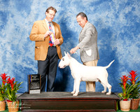 Bull Terrier #5 Sat BOV Lucatero Idefonso Judge Zane Smith