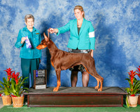Doberman Pinscher #10 Sat Maj WB JudgeChristina Hubbell