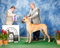 Great Dane #5 Sat BOW Mincemoyer Cliff and Dru and Steve Arnold Agent Jennifer Harper Judge Charles Olvis