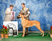 Great Dane #6 Sat BOB Hotchkiss Leslie and Polly Hix Judge Charles Olvis