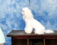 Maltese Sat Custom Moon Sarah Emmalee