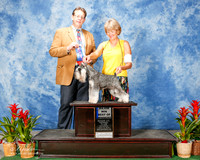 Miniature Schnauzer #7 Sat Maj BOW Lelle Sonny Zane Smith