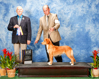 Nova Scotia Duck Tolling Retriever #6 Sat BOB Kriner Sherry and Paul Kriner Judge Robert Shreve