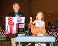 Norfolk Terrier #10 Sat Maj BOS Wise Nancy Ann and Larry Hottot Judge Robert Shreve