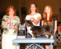 Cardigan Welsh Corgi #8 Sat BOS Griffith Harry Judge Elizabeth Muthard