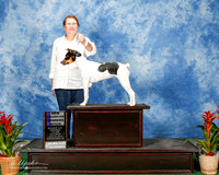 Rat Terrier #6 Sat NC WB Cunningham Yolanda RESHOOT