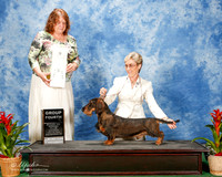 Dachshund #5 Sat G4 Ray Shirley and James Sakoda and Maria Sakoda Agent Cheri J Koppenhaver Judge Elizabeth Muthard