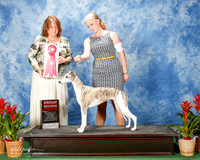 Whippet #16 Sat G2 Bahm Deborah Agent Ashlie Whitmore Judge Elizabeth Muthard
