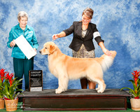 Golden Retriever #43 Sat G4 Sherry Pamela and Richard and Brianna Bischoff Agent Brinna Bischoff Judge Christina Hubbell