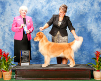 Golden Retriever #66 Sat Maj BOW Smith Kathy Agent Brianna Bischoff Judge Ruth H Zimmerman
