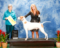 Pointer #5 Sat G3 Stagg Lee Ann and sierra Ward and Jake Medlin Judge Christina Hubbell