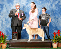 Siberian Husky #10 Sat BOS Myers Whitney Judge John Lucas