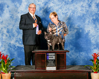 French Bulldog #29 Sat WD Crandell Lila Agent Judy L King Judge John Booth