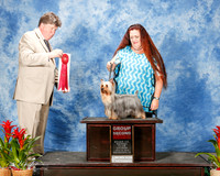 Silky Terrier #8 Sat G2 Hsieh Sandra and Margaret Tsu Agent Pam LaPerruque Judge Charles Olvis