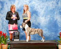 American Staffordshire Terrier #28 Sat Maj BOW Allison Stephen Leslie Kennington