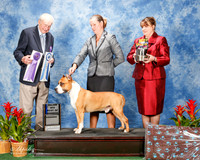 American Staffordshire Terrier #37 Sat Maj BOW Landi Luca Agent Gerry L Thornton Judge Stephen J Hubbell