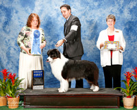 Border Collie 37 Sat G1 Mosing Jennifer and Feng Jin Agent Brian Livingston Judge Tomas Alane Gomez