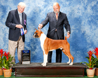 Boxer #17 thurs BOW Brenner William Dean Agent Michael Shepherd Judge Stephen Hubbell