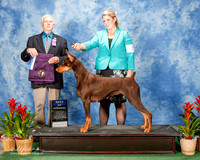 Doberman Pinscher #20 Sat Maj BOW Keith Roy and Janice and Cheryl Green Judge Robert Shreve