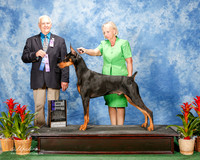 Doberman Pinscher #47 Sat Maj WD Gallaway Pil and Amber and Alisa Brotherhood Judge Robert Shreve