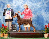 Doberman Pinscher #56 Sat BISS Zimmerman Hillary and Jacqueline and Alan Wendt Agent Linda George Judge Robert Shreve