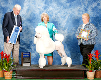 Poodle Standard #12 Sat G1 Linda and Wendy Penn Agent Elizabeth Brown Judge Stephen Hubbell