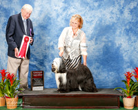 Tibetan Terrier #11 Sat G2 Planche Dina and Mikki and Lois DeMers Agent Lois DeMers Judge Stephen Hubbell