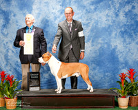 American Staffordshire Terrier #19 Sat G3 Heath Evelyn Agent Christain Berg Judge Robert Shreve