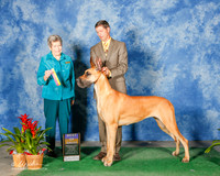 Great Dane #6 Sat BOB Hotchkiss Leslie and Polly Hix