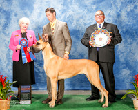 Great Dane #6 Sat RBIS Hotchkiss Leslie and Polly Hix Judge Ruth Zimmerman