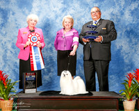 Maltese #5 Sat BIS Mackenzie Kimberly and Tony Agent Tara Martin Judge Ruth Zimmerman