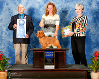 Norfolk Terrier #9 Sat G1 Pelletier Lori Agent Roxanne Sutton Judge Robert Shreve