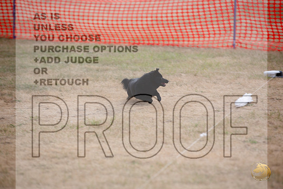 Schipperke Percision Coursing Sat Longview WA 2024_JJL_3766_Longview WA_2024_HR3