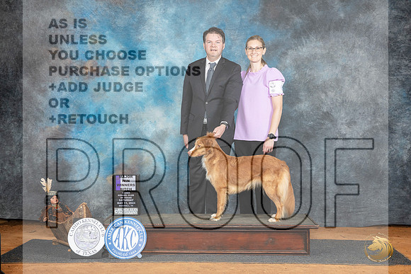 Nova Scotia Duck Tolling Retriever #6 Sat WBM Judge Karen Hynek__JP_7686_MARSHALL_2024_HR3