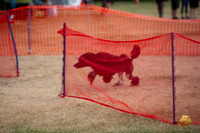 *Poodle Standard Multi DASH Sat Longview WA 2024