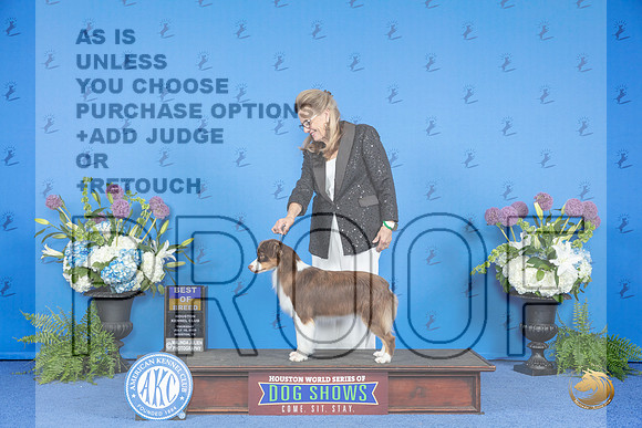 Miniature American Shepherd #8 THUR BOB Judge Ann Yuhasz__JP_8094_Houston_2024_HR3