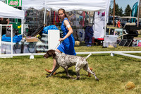 German Shorthaired Pointer Rings Wed