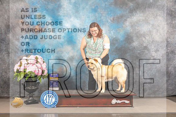 Chow Chow #8 FRI BOB WB Judge Jeffery Bazell_MJ_5451_Houston_2022_HR3