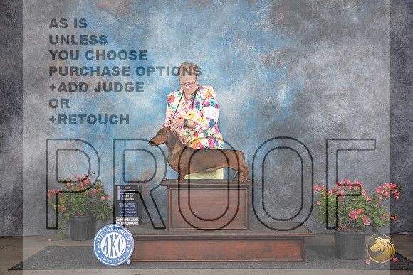 Dachshund Smooth #11 Sat WDBOWMCH Judge Christie Martinez __JP_5129_San Antonio_2024_HR3
