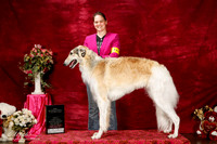 Borzoi Sat S1 NewCh BOB Ashley Syndow