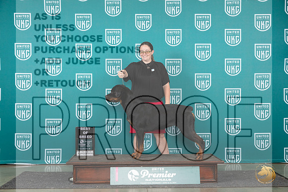 Rottweiler #1147 Sat BOB Judge Lori Sargent__JP_2369_Premier_2024_HR3